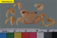 藏品(假相手蟹屬)的圖片